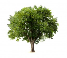 A large, lush green tree with a broad canopy and thick trunk is centered on a white background. The tree's dense leaves create a full, rounded shape, symbolizing the strong foundation of Heights Investment Partners. The ground at the base of the tree is minimally visible.